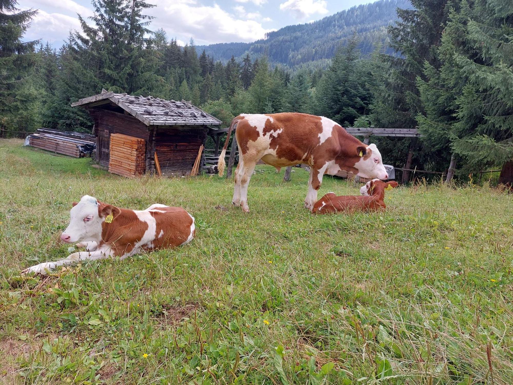 Blosegghof Bergchalets Waldblick ラチーネス エクステリア 写真